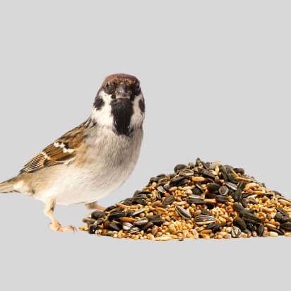 wildvogelfutter bubblenavibanner